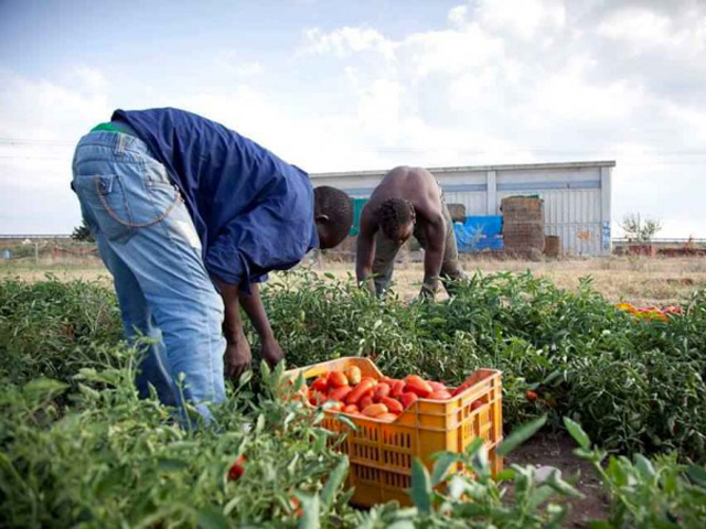 IL SIGNIFICATO DELLE PAROLE (Africa e pomodori)